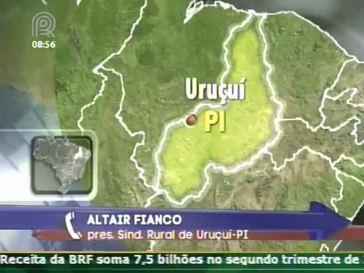 Produtores de milho no Piauí vivem momento de preços elevados e boa produtividade nas lavouras