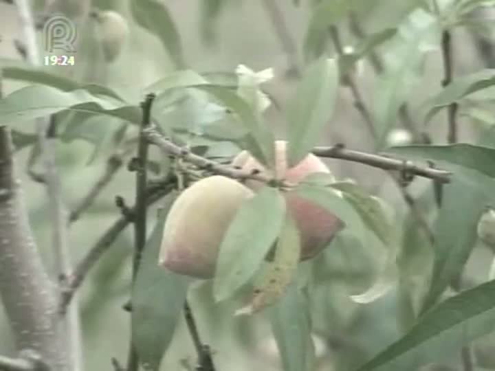 Amostras de pêssegos do Rio Grande do Sul apontam para índices de agrotóxicos acima do permitido