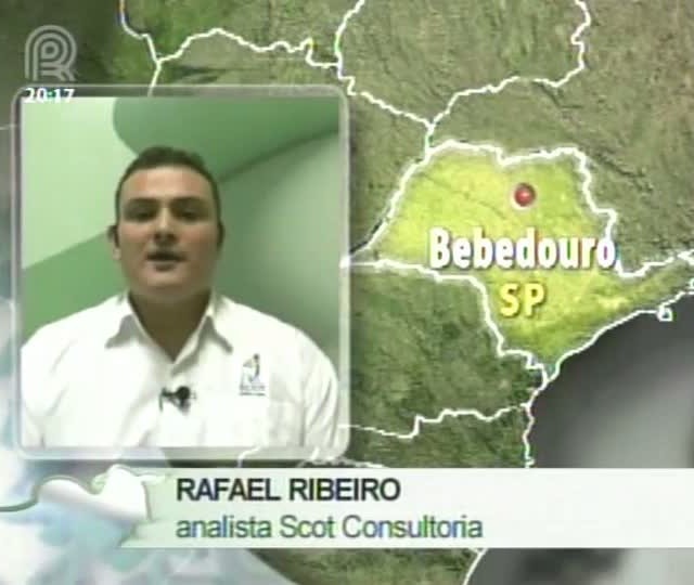 Analista da Scot Consultoria fala sobre estoques de milho e mercado de boi gordo