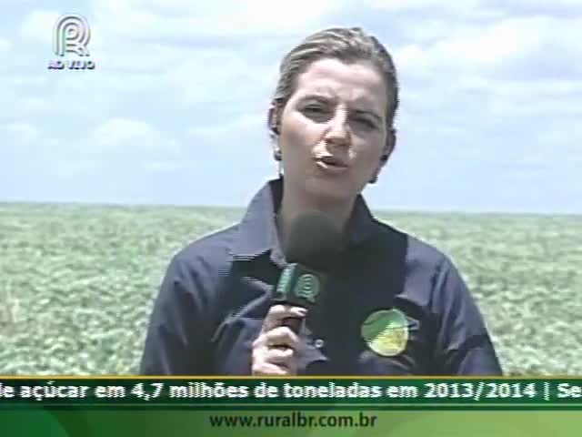 Soja Brasil: lavouras de milho são atacadas por porcos do mato