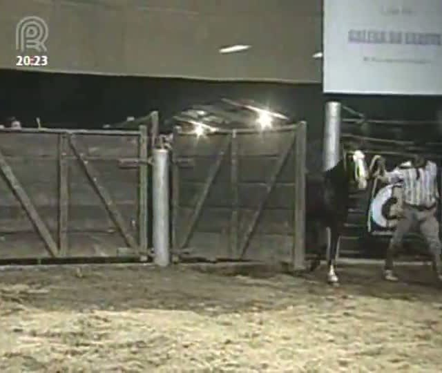 Esteio (RS) recebeu a penúltima classificatória ao Freio de Ouro 2013 e uma rodada de leilões da raça crioula