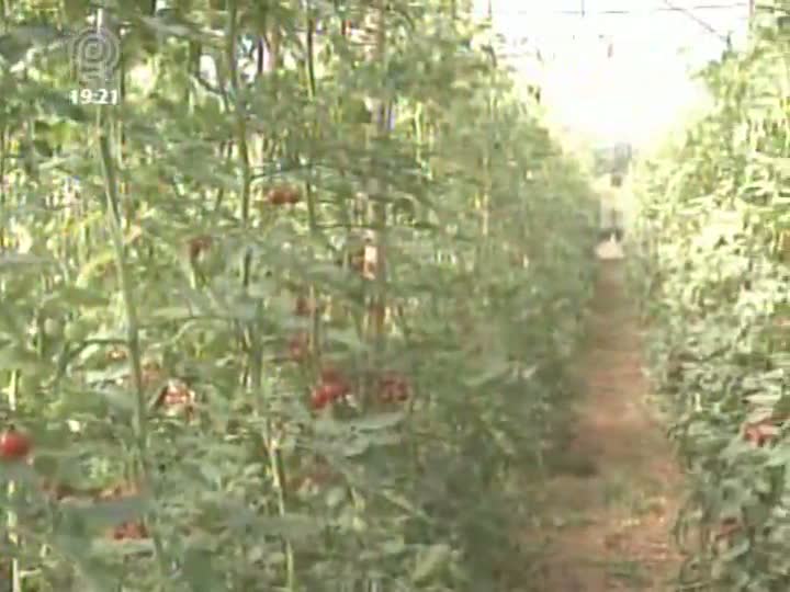 Produtores de tomate começam o ano com perdas de 40% nas lavouras