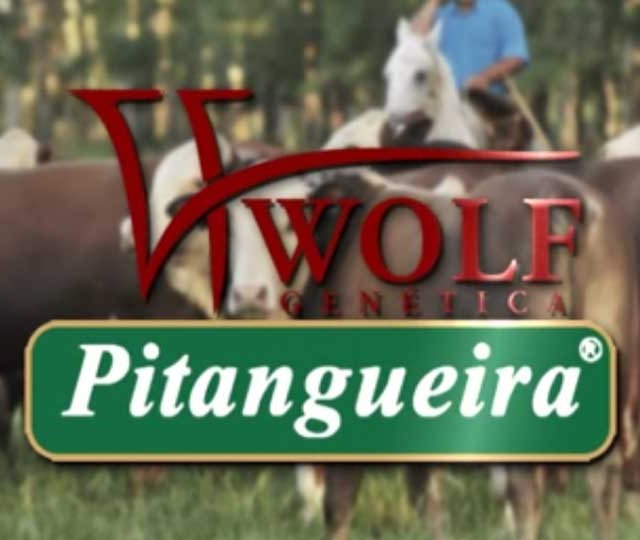 Leilão Wolf Genética e Pitangueira