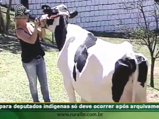 Chapecó investe na produção do leite