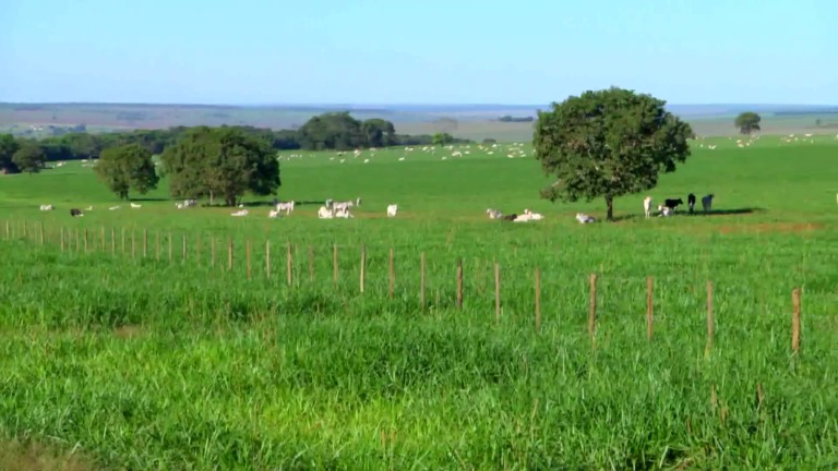 Parceiros do Campo- Bandeirantes – MS