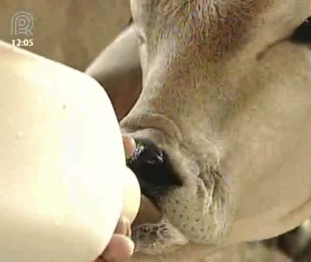 Conheça os benefícios do leite colostro
