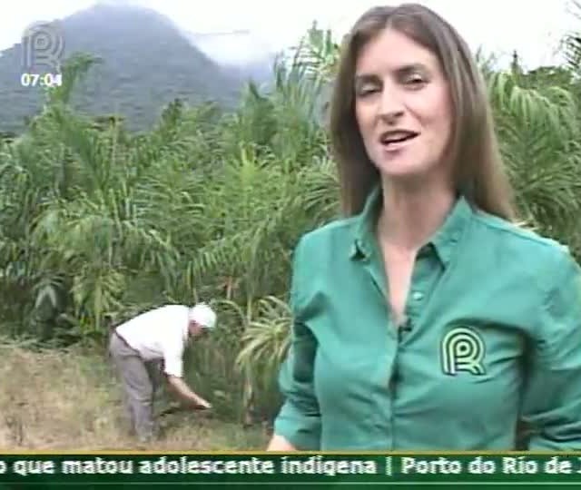 Técnica Rural - Cultivo da Pupunha