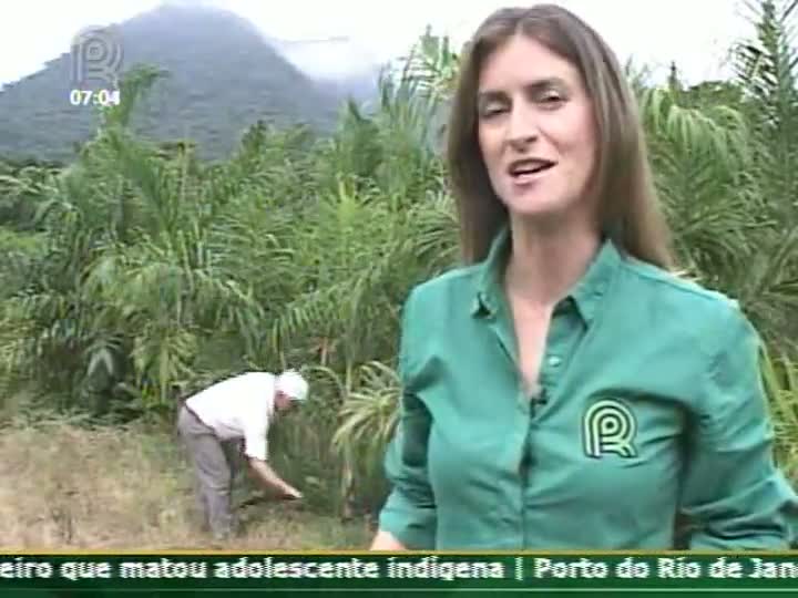 Técnica Rural - Cultivo da Pupunha