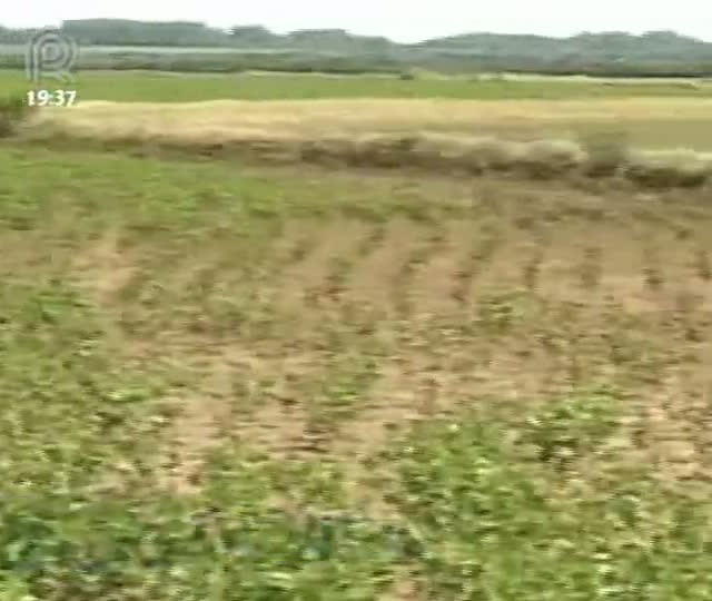 Excesso de chuva prejudica lavouras na Fronteira Oeste do Rio Grande do Sul