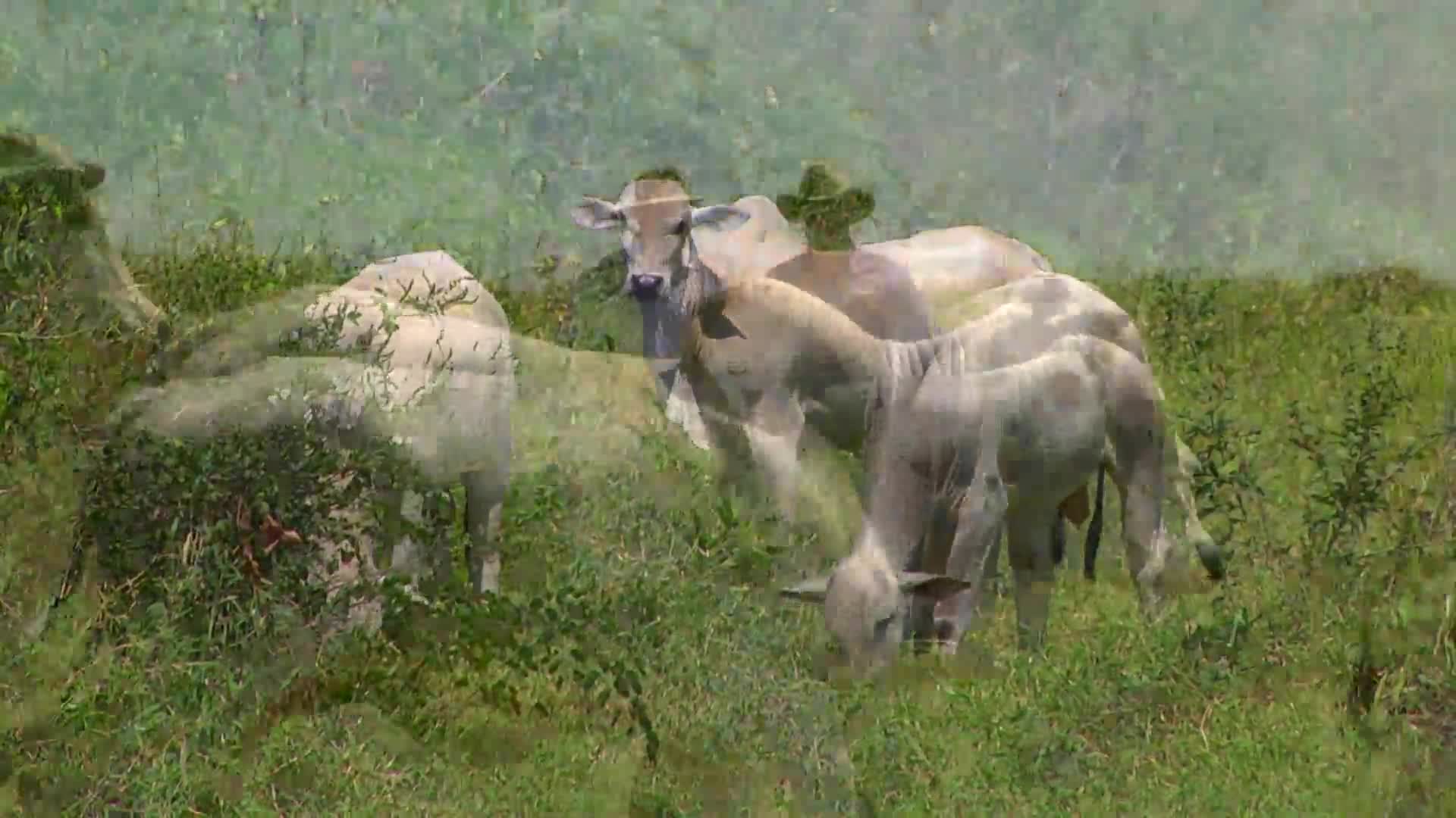 Parceiros do Campo- Sapucaia - PA