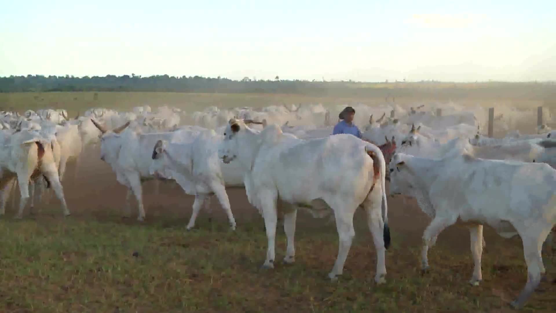 Parceiros do Campo - Marabá - PA