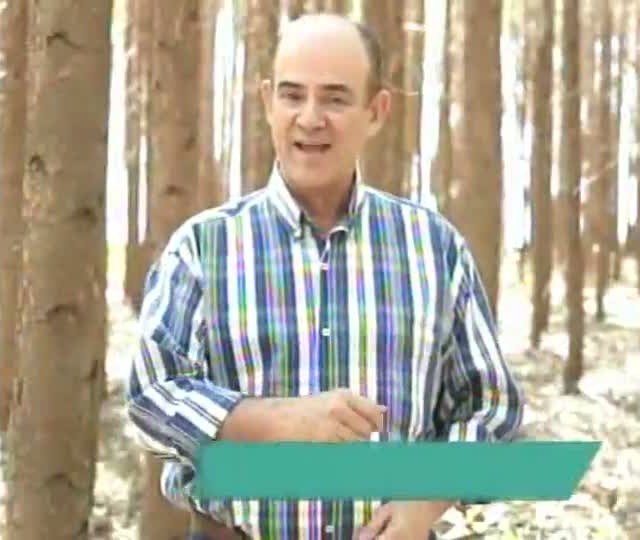 Painel Florestal apresenta a produção da silvicultura no estado do Mato Grosso