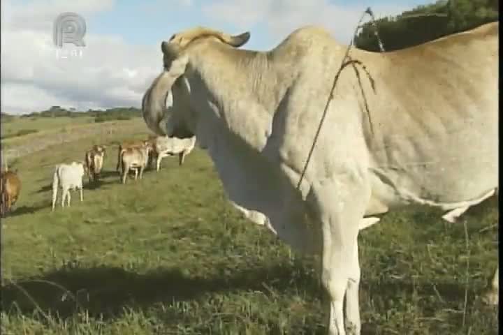 Raça gir leiteiro é destaque no Via Láctea