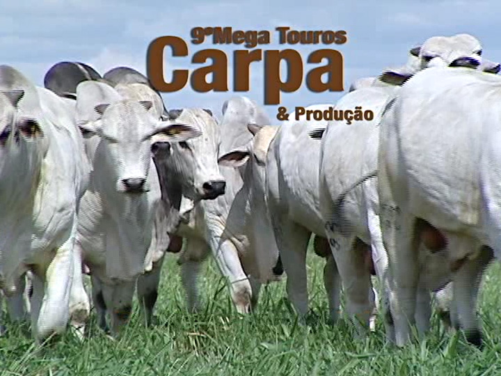 9º Leilão Mega Touros Carpa & Produção