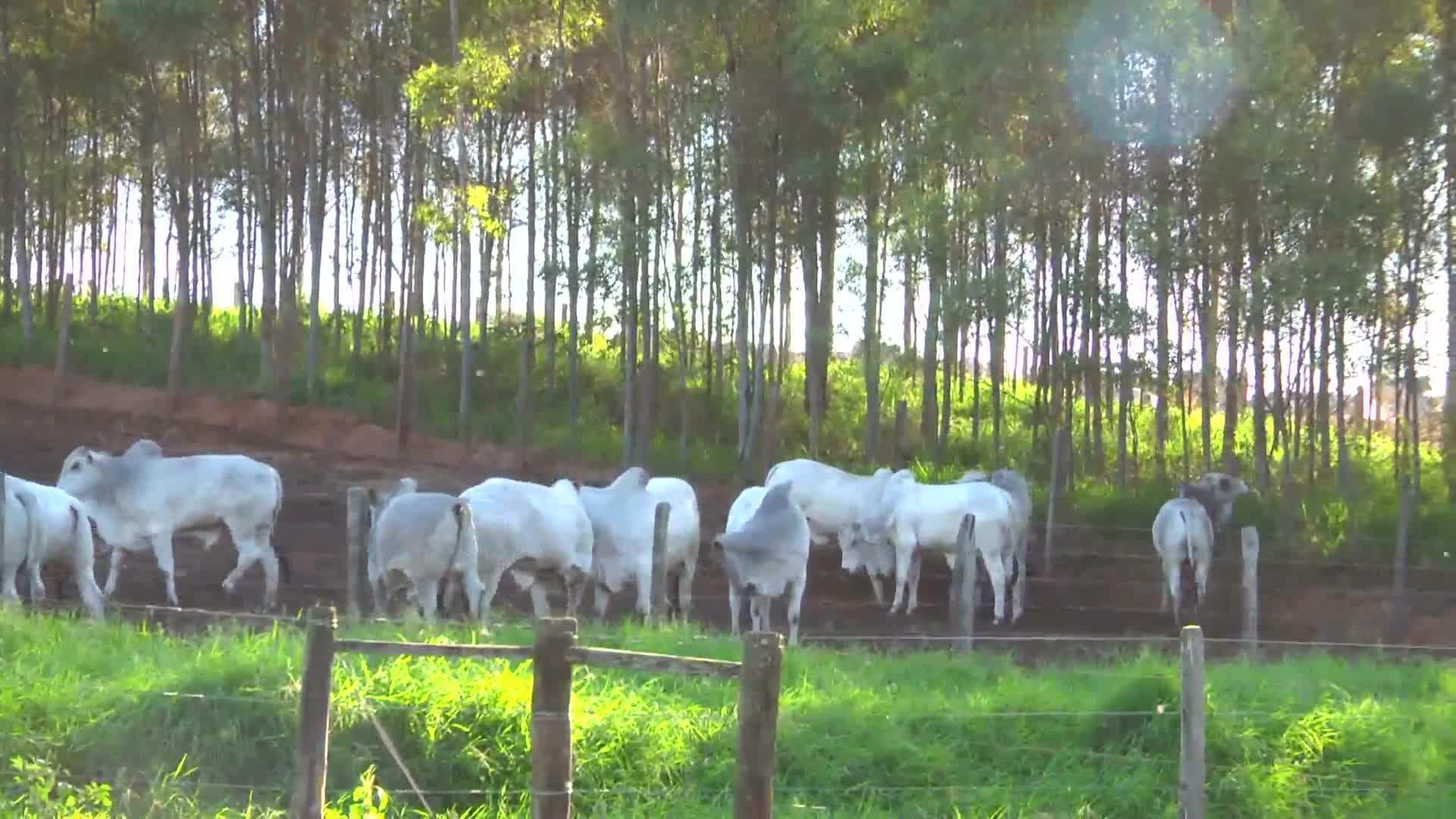 Parceiros do Campo- Agudos- SP