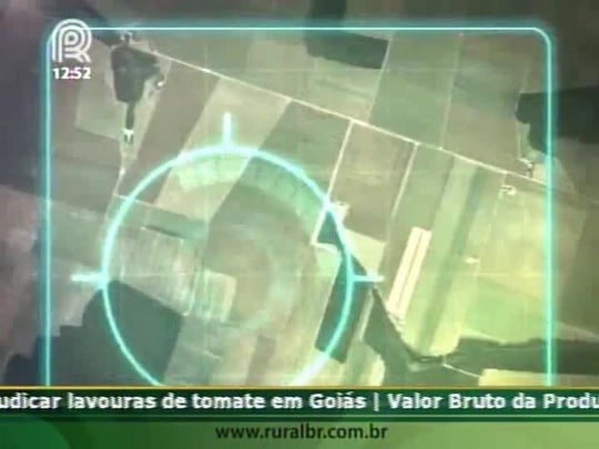 Consultor agrônomo fala sobre a lagarta helicoverpa em Mato Grosso