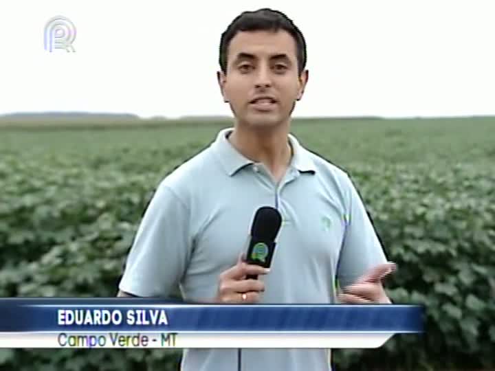 Altos volumes de chuva colaboram para o aumento da produtividade das lavouras de algodão em Mato Grosso