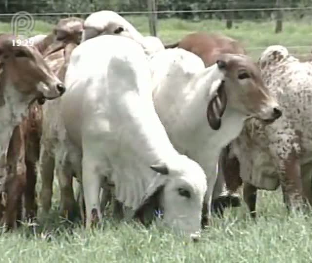 Especialistas comemoram a decisão da Organização Mundial de Saúde Animal que manteve o Brasil com status de livre da doença da vaca louca