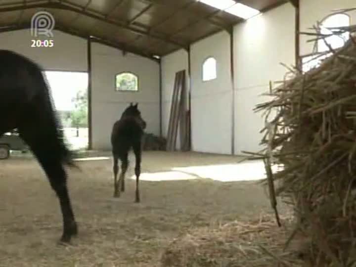 Cavalos Andaluz são vendidos a baixos preços na Espanha em função da crise