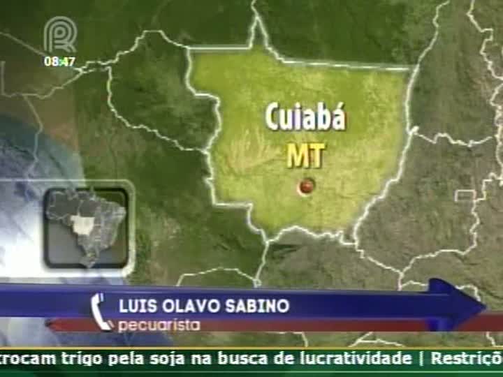 Preço da arroba no Mato Grosso fica abaixo dos custos de produção