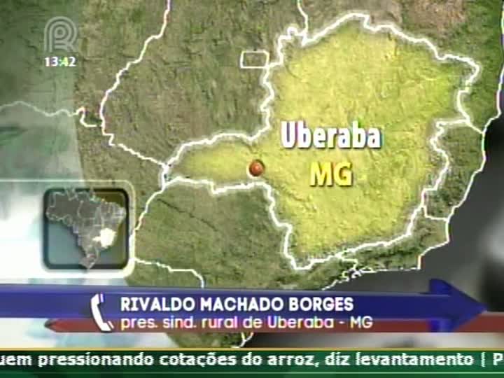 Representante do Sindicato Rural de Uberaba (MG) comenta as cotações para o mercado de boi gordo