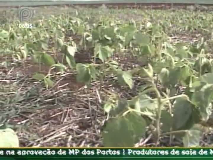 Técnica Rural - Soja - A Ferrugem Asiática e o Vazio Sanitário da Soja