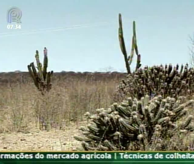 Técnica Rural - Apicultura no semi-árido da Bahia