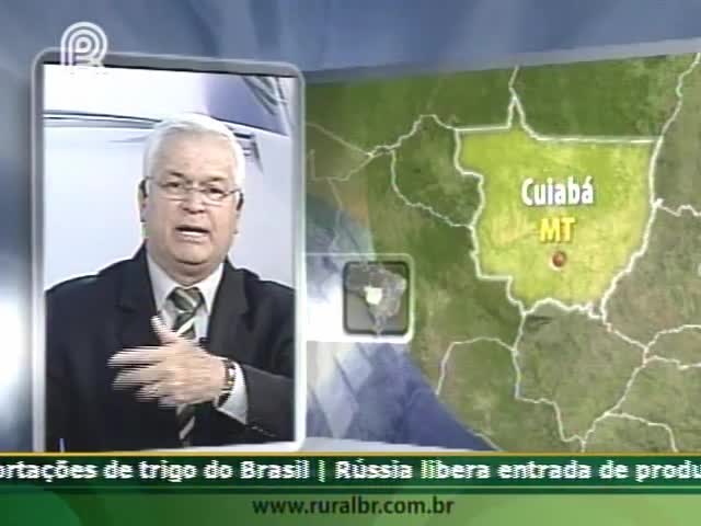 Falta milho no Brasil em função do crescimento das exportações