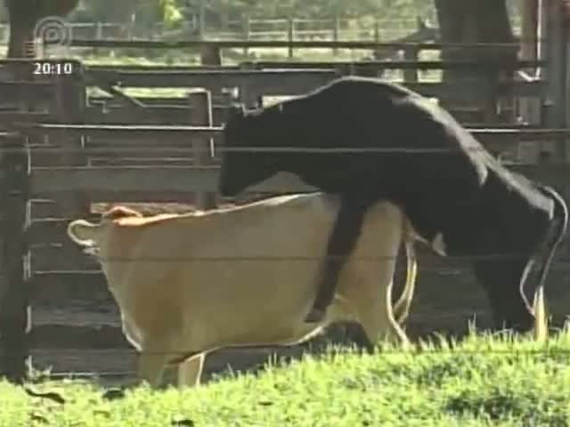 Conheça a importância do rufião na lida da fazendas