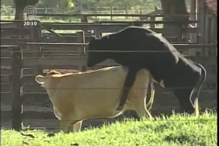 Conheça a importância do rufião na lida da fazendas