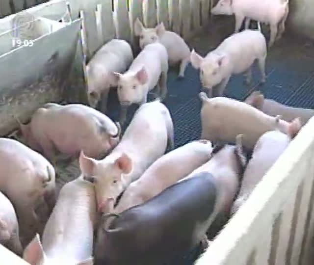 Preço da carne suína volta a baixar na região Sudeste