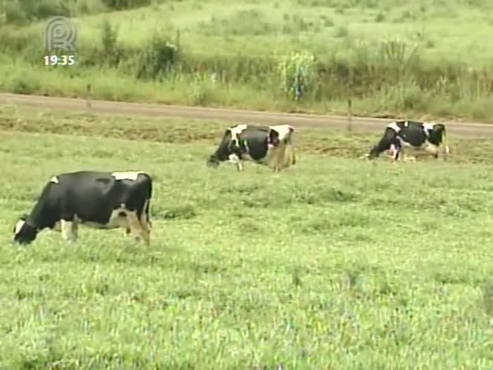 Rio Grande do Sul deve concluir Diagnóstico Oficial de doenças que impactam a produtividade do rebanho bovino