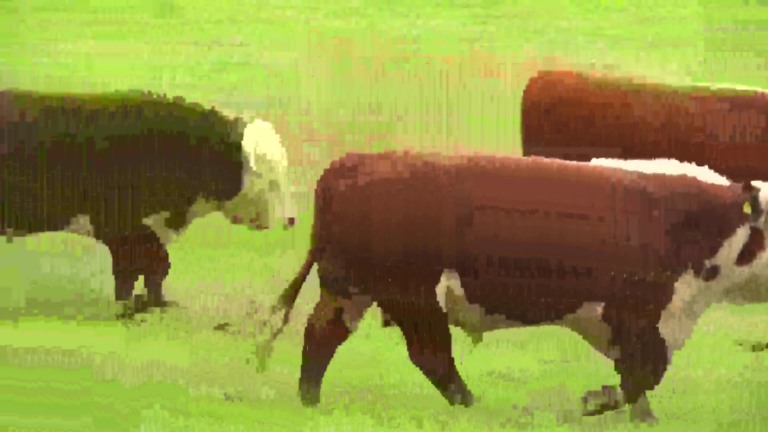 Parceiros do Campo – Bagé – RS