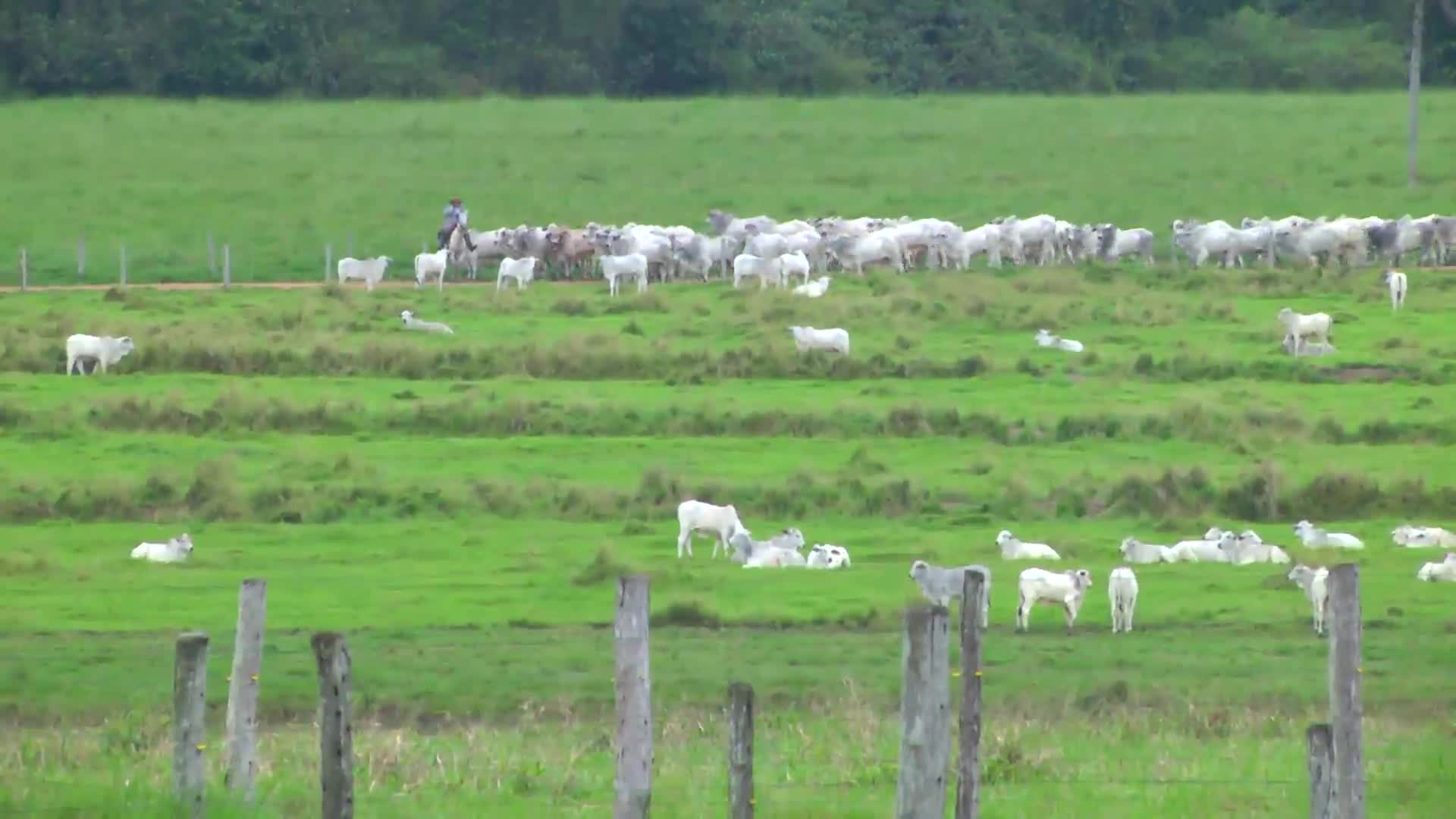 Parceiros do Campo - Cárceres - MT