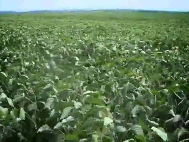 Momento Soja - Refúgio
