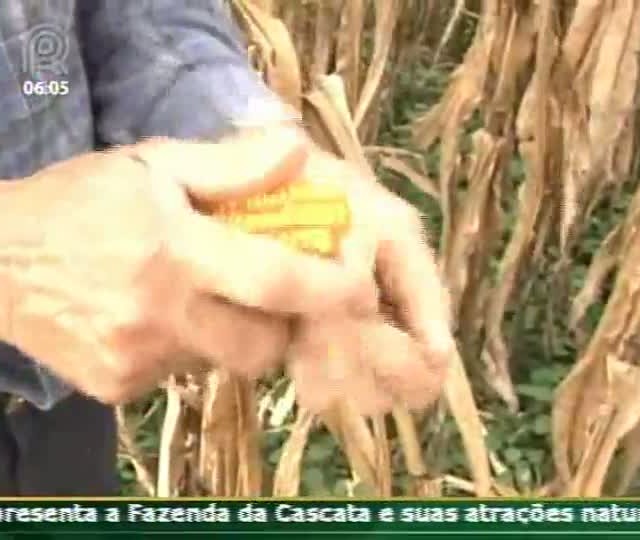 Redução de custos para secagem de milho