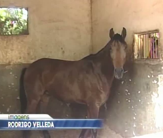 Criadores de equinos pedem mais fiscalização do Ministério da Agricultura para controle de mormo