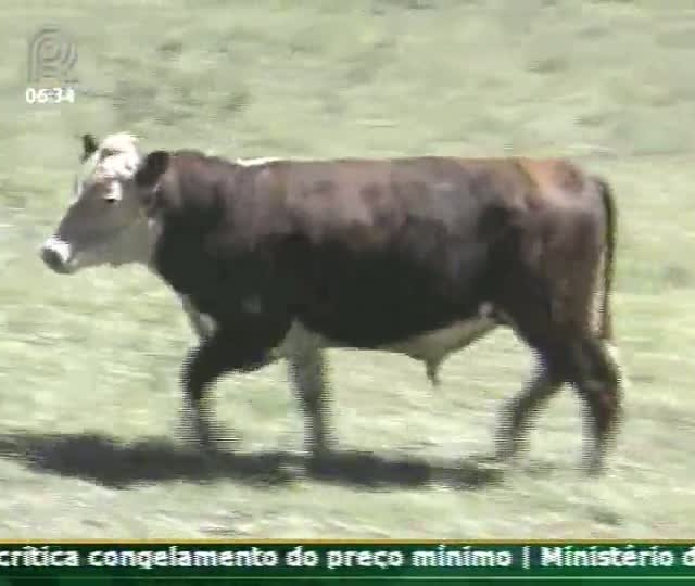 Técnica Rural - Conheça os cuidados a serem tomados na aquisição de touros