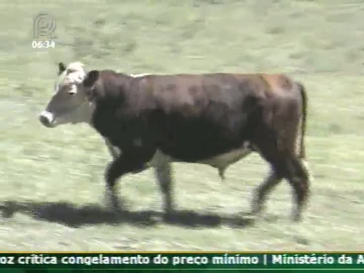 Técnica Rural - Conheça os cuidados a serem tomados na aquisição de touros