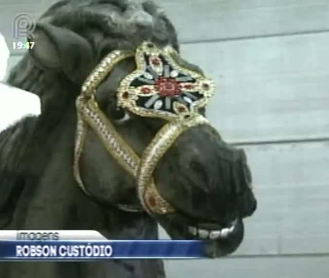 Agronegócio é destaque no desfile das escolas de samba do Rio de Janeiro em 2013