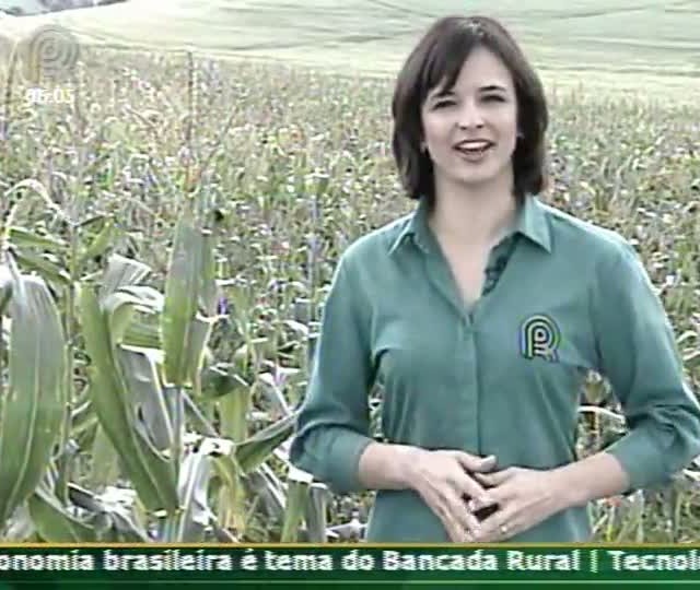 Produção de milho verde