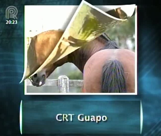 Raça crioula perde importantes reprodutores nos últimos tempos