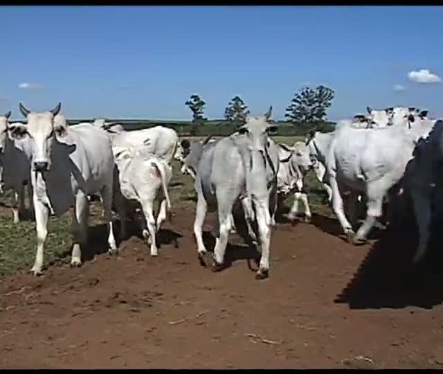 Agrocurso - Planejamento e gestão - Aula 20