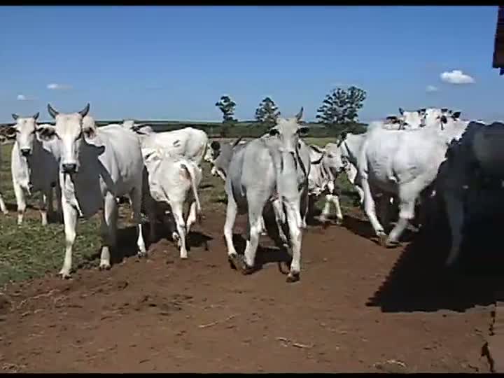 Agrocurso - Planejamento e gestão - Aula 20