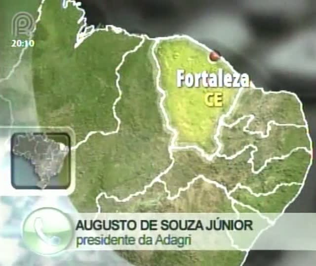 Mais de 30 cavalos são sacrificados por causa de mormo no Ceará