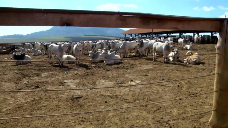 Parceiros do Campo – Campestre – MG