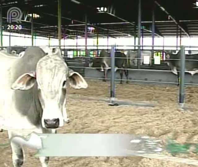 Expogenética apresenta programa de melhoramento para a produção de carne e leite