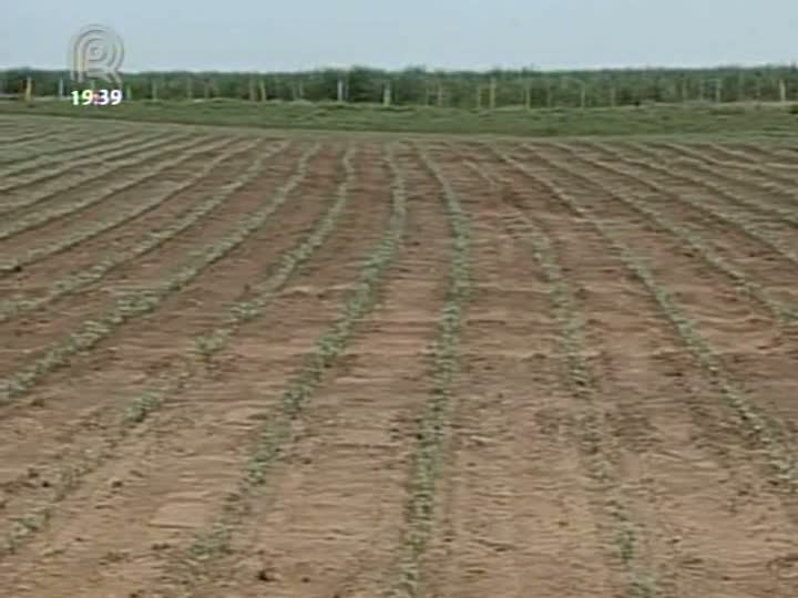 Área plantada de algodão no Brasil cai devido à alta nos custos e ao aumento dos estoques mundiais