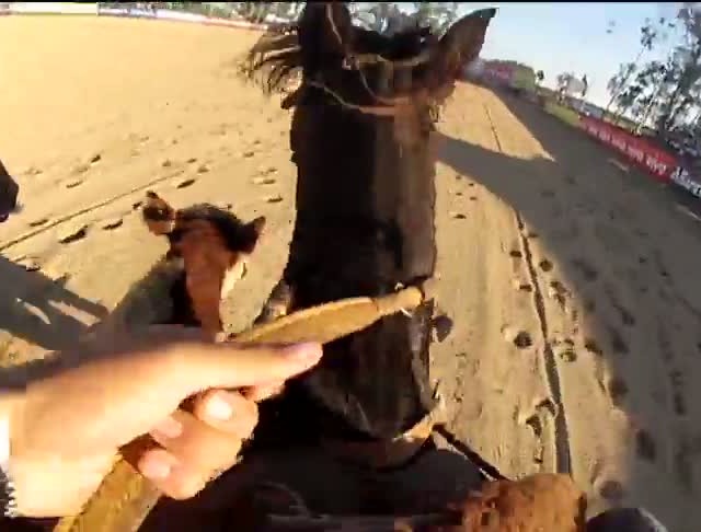 Visão do ginete na prova de campo do Bocal de Ouro 2013