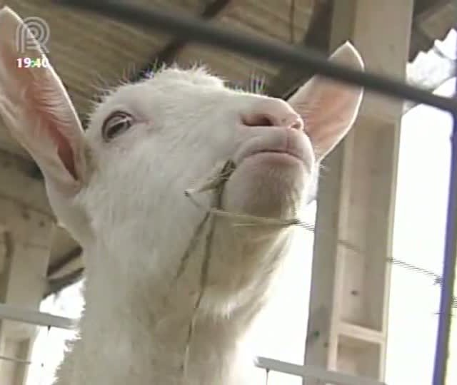 Criadores de ovelhas e cabras são capacitados em São Paulo